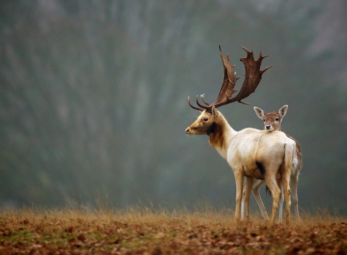 Wallpaper Deer, meadow, fog, cute animals, Animals 9943819202